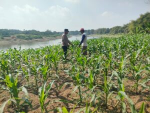 Bhabinkamtibmas Polsek Bojonegoro Kota Dampingi Petani Jagung di Semanding, Dukung Ketahanan Pangan